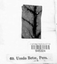 Uromyces beticola image